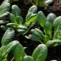 Tatsoi Chinese Cabbage 250 Seeds, Tat Soi, NON-GMO, Stir Fry Cabbage