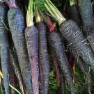 Black Nebula Carrot Seeds, 200 Seeds or 1/2 Gram, NON-GMO, Deep Purple, Antioxidant