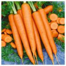 Tendersweet Carrot 300 Seeds, Beta Carotene, Vitamin A, NON-GMO