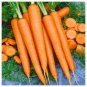 Tendersweet Carrot 300 Seeds, Beta Carotene, Vitamin A, NON-GMO