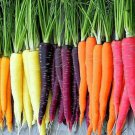 Rainbow Carrot Blend Mix, 300 Seeds, Colorful, NON-GMO, Beta Carotene, Vitamin A