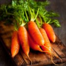 Little Fingers Carrot 600 Seeds, Baby Carrot, Nantes Type, NON-GMO