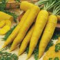 Solar Yellow Carrot 300 Seeds, Colorful, NON-GMO, Xanthophyll