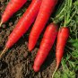 Atomic Red Carrot 300 Seeds, Lycopene, NON-GMO