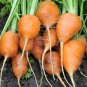 Parisian Carrot 300 Seeds, Tonda di Parigi, Paris Market, NON-GMO