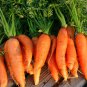 Danvers 126 Half Long Carrot 300 Seeds, NON-GMO, Heirloom