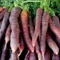 Cosmic Purple Carrot 300 Seeds, Lycopene, NON-GMO