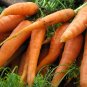 Scarlet Nantes Carrot 600 Seeds, Early Coreless, NON-GMO