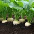 White Egg Turnip 300 Seeds, NON-GMO, Heirloom