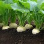 White Egg Turnip 300 Seeds, NON-GMO, Heirloom