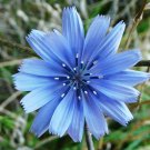 Chicory Seeds, 165 Seeds or 1/2 Gram, Italian Dandelion, NON-GMO, Deer Plot, Coffee Weed