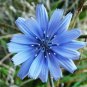 Chicory Seeds, 165 Seeds or 1/2 Gram, Italian Dandelion, NON-GMO, Deer Plot, Coffee Weed