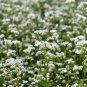Buckwheat Seeds, 925 Seeds or 1 OZ, Cover Crop, Fast Growing, Soil Health Improver