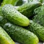 Boston Pickling Cucumber 30 Seeds, Green Prolific, Gherkin, NON-GMO