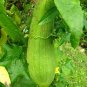 Luffa Sponge Gourd Seeds, 10 Seeds or 1 Gram, Vegetable Sponge, Dishcloth Gourd, NON-GMO