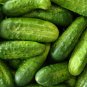 Homemade Pickles Cucumber 30 Seeds, NON-GMO, Heirloom