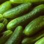 Garden Sweet Cucumber 30 Seeds, BURPLESS, Organic, NON-GMO