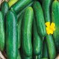 Beit Alpha Cucumber 30 Seeds, Persian or Lebanese Cucumber, Burpless