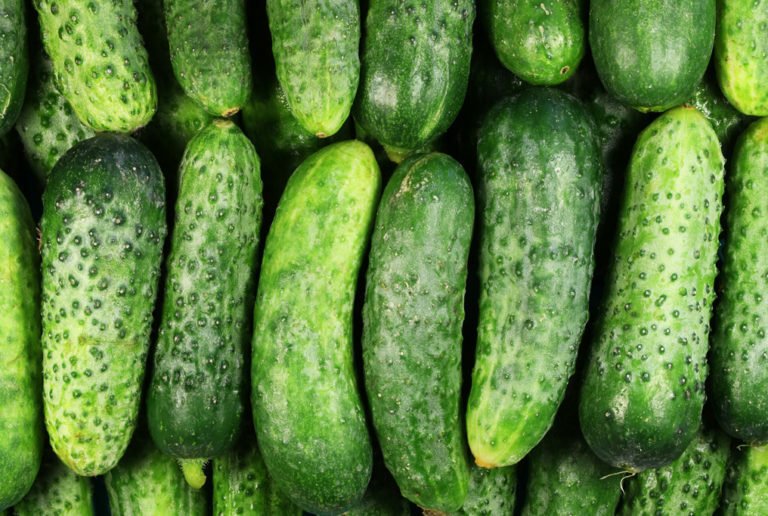 National Pickling Cucumber 30 Seeds, Pickles, Gherkins, NPPA, NON-GMO