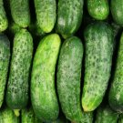 National Pickling Cucumber 30 Seeds, Pickles, Gherkins, NPPA, NON-GMO