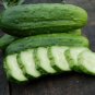 National Pickling Cucumber 30 Seeds, Pickles, Gherkins, NPPA, NON-GMO
