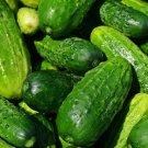 Spacemaster Cucumber 30 Seeds, NON-GMO, Compact Cucumber Plant