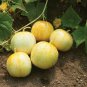 Lemon Cucumber Seeds, Budamkaya, Burpless, 30 Seeds NON-GMO