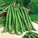 Top Crop Bush Green Bean 20 Seeds, NON-GMO, Heirloom, Stringless