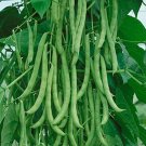 Kentucky Wonder POLE Green Bean Seeds, 15 Seeds or 1/4 OZ, NON-GMO, High Yielding