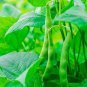 Kentucky Wonder POLE Green Bean Seeds, 15 Seeds or 1/4 OZ, NON-GMO, High Yielding