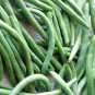 Provider Bush Green Bean Seeds, 20 Seeds or 1/4 OZ, NON-GMO, Stringless, High Yields