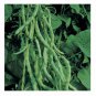Kentucky Wonder 125, 10 Seeds, Bush Green Bean Seeds, NON-GMO