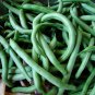Blue Lake Bush 274 Green Bean 10 Seeds, NON-GMO, Heirloom