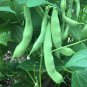 Roma II Bush Green Bean Seeds, 15 Seeds or 1/4 OZ, Flat Stringless, NON-GMO