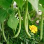 Slenderette Bush Green Bean Seeds, 25 Seeds or 1/4 OZ, Stringless, NON-GMO