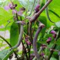 Royal Burgundy Bush Green Bean Seeds, 20 Seeds or 1/4 OZ, NON-GMO, Stringless