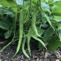 Tendergreen Improved Bush Green Bean Seeds, 10 Seeds, Stringless, NON-GMO