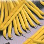 Golden Wax Bush Bean Seeds, 20 Seeds or 1/4 OZ, Top Notch, NON-GMO, Heirloom, Stringless