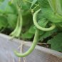 Contender Bush Green Bean Seeds, 15 Seeds or 1/4 OZ, NON-GMO, Early Harvest, Stringless