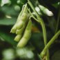 BeSweet Edamame Seeds, 80 Seeds or 1 OZ, NON-GMO, Green Soybean, Glycine Max, Buttery