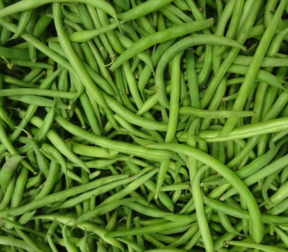 Burpee Stringless Green Bean Seeds, 15 Seeds or 1/4 OZ, NON-GMO