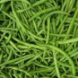 Burpee Stringless Green Bean Seeds, 15 Seeds or 1/4 OZ, NON-GMO