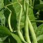 Burpee Stringless Green Bean Seeds, 15 Seeds or 1/4 OZ, NON-GMO