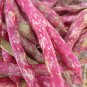 French Horticulture Shell Bean Seeds, 55 Seeds or 1 OZ, Haricot Tarbais, NON-GMO