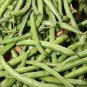 Burpee Stringless Green Bean Seeds, 15 Seed or 1/4 OZ, NON-GMO