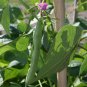 Black Turtle Bean Seeds, 35 Seeds or 1/4 OZ, NON-GMO, Shelling Dry Bean, Frijoles Negros