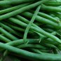 Black Valentine Bush Green Bean 10 Seeds, Stringless, NON-GMO