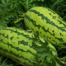 Georgia Rattlesnake Watermelon Seeds, 10 Seeds or 1 Gram, NON-GMO, Gypsy Watermelon