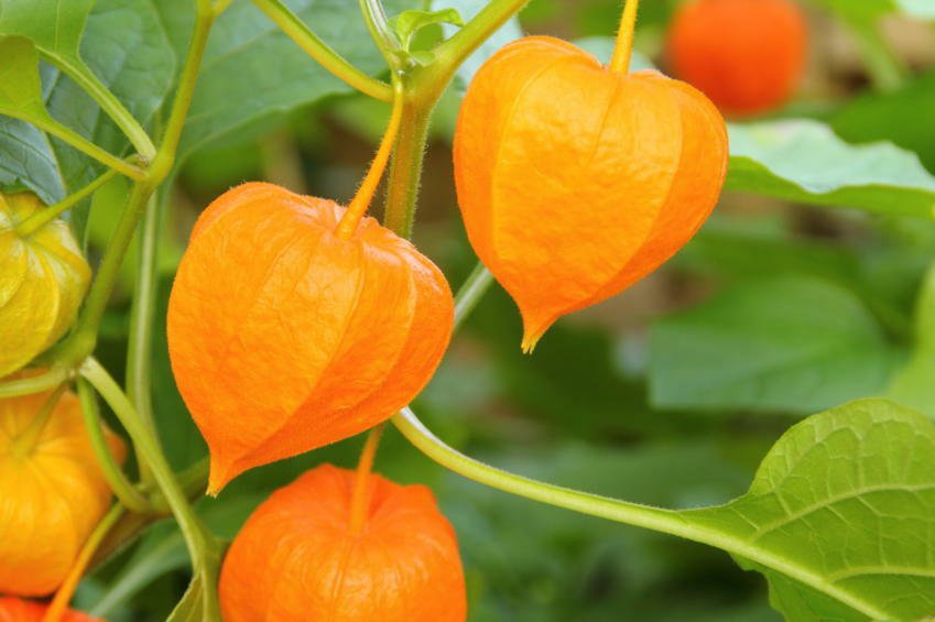 Ground Cherry, 50 Seeds, NON-GMO, Chinese Lantern, Cape Gooseberry