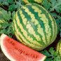 Crimson Sweet Watermelon Seeds, 25 Seeds or 1 Gram, NON-GMO, Heirloom